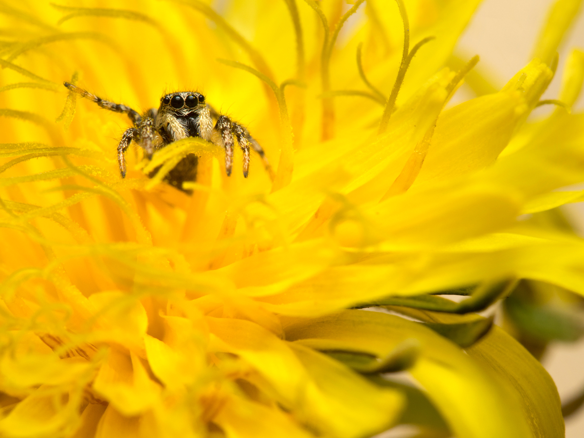 Zebra Spider on Dandelion